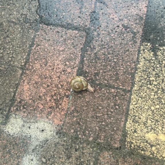 หอยทาก 🐌