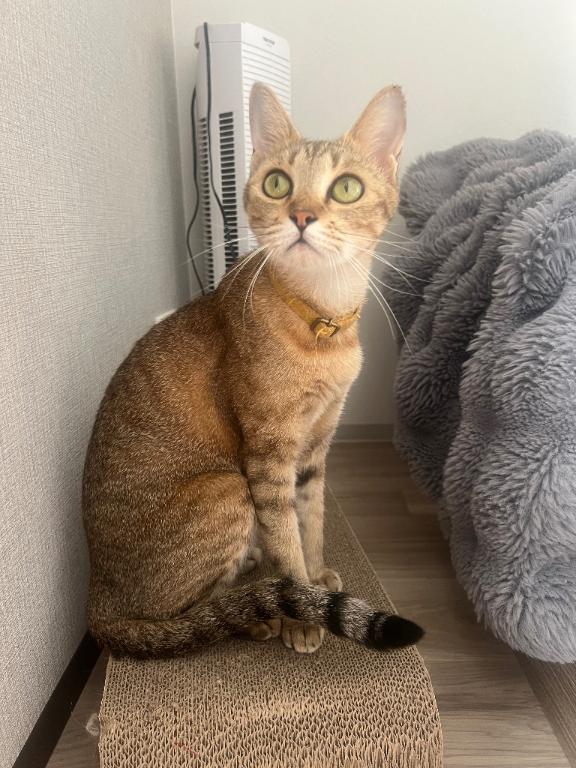 近くで甘く♡