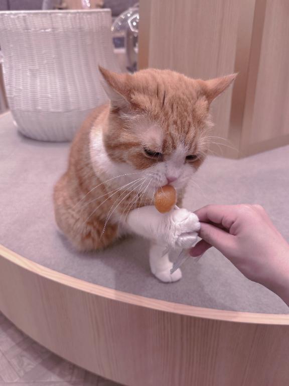 ひな